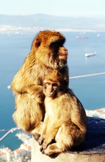 Die Affen von Gibraltar